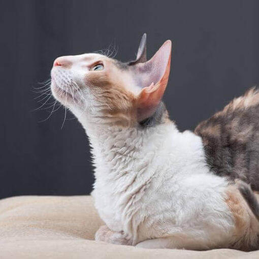 Un gato Cornish rex tumbado en el sofá