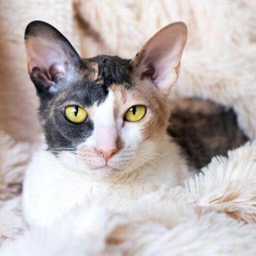 Gato de raza Cornish rex