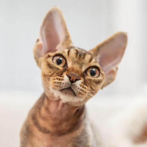 Gatito Devon Rex está mirando a alguien