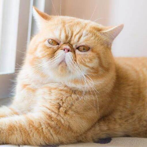Gato de raza Exótico de pelo corto