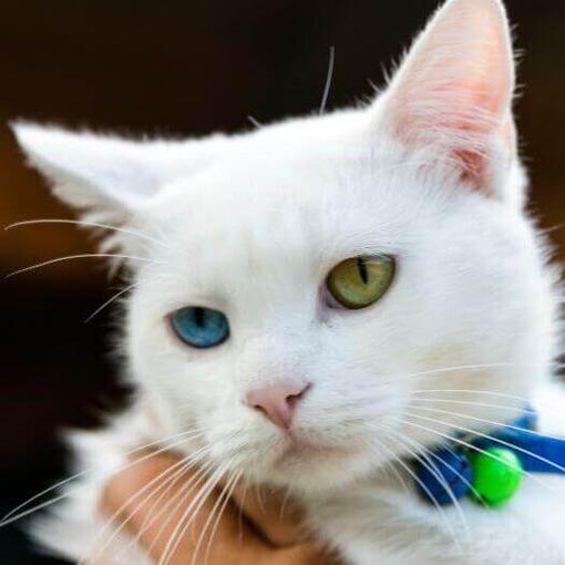 Gato de raza Bobtail japonés de pelo corto