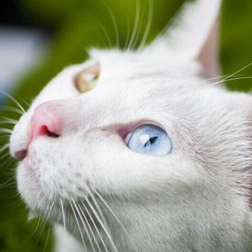 El gato Khao Manee disfruta de un día cálido