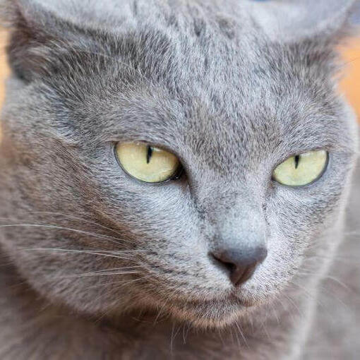 Gato de raza Korat