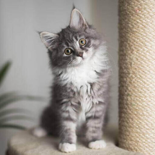 Maine coon está tumbado sobre la mesa