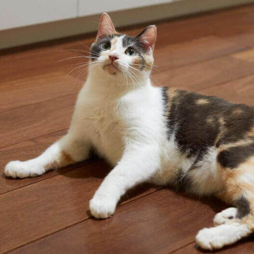 Gato de raza Manx está tumbado en el suelo
