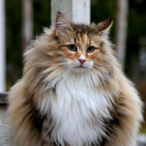 Gato de raza Bosque de Noruega