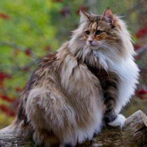 Gato de raza Bosque de Noruega está de pie en el patio
