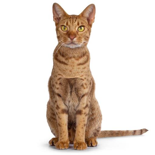 Gato de raza Ocicat