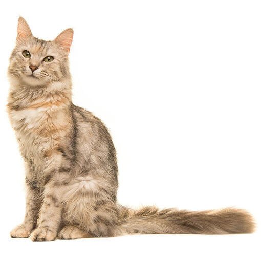 Gato de raza Oriental de pelo largo