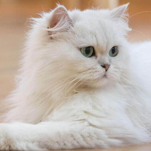 Gato persa de pelo largo está de pie en la cocina