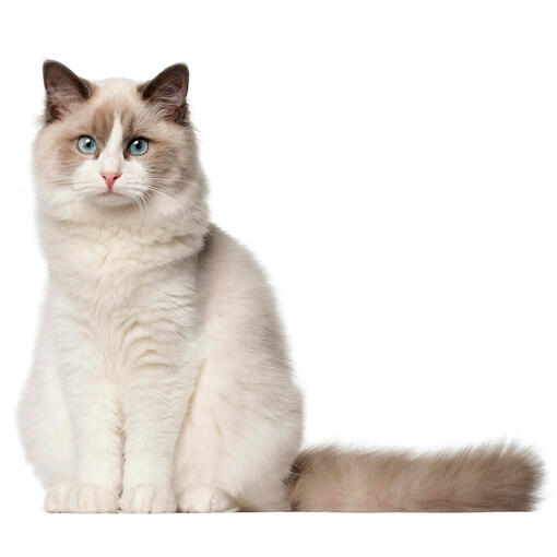 Gato de raza Ragdoll