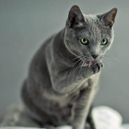 Gato azul ruso está mirando a alguien
