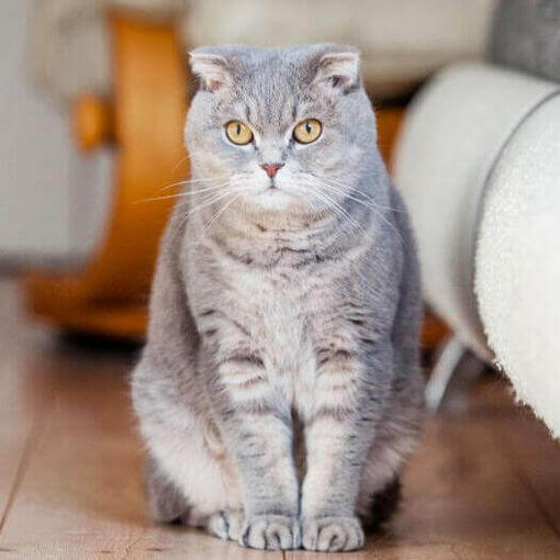 Gato Fold escocés está de pie en el suelo