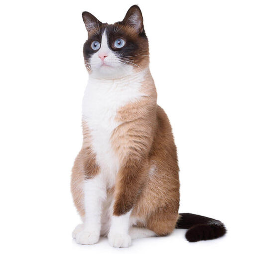 Gato de raza Snowshoe 