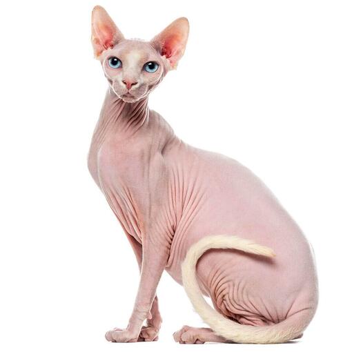 Gato de raza Sphynx