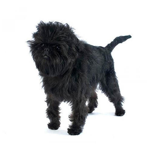 Perro de raza Affenpinscher