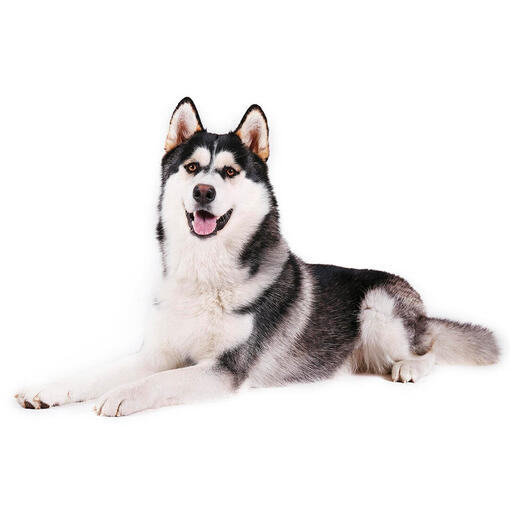 Perro de raza Malamute de Alaska