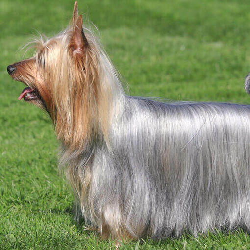 Silky Terrier australiano de pie sobre la hierba