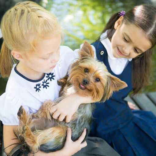 Silky Terrier australiano con niños