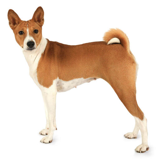 Perro de raza Basenji