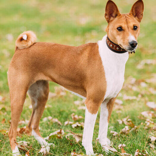 Basenji marrón de pie sobre la hierba.