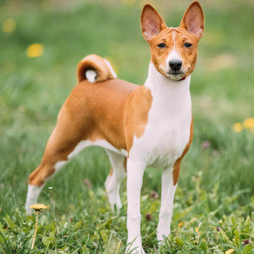 Basenji marrón de pie sobre la hierba.