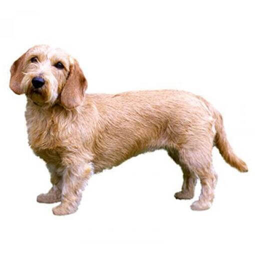 Perro de raza Basset leonado de Bretaña