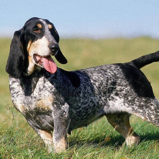 Basset Azul de Gascuña de pie en el campo