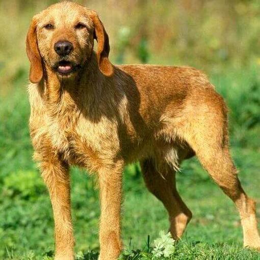 Basset leonado de Bretaña en el campo