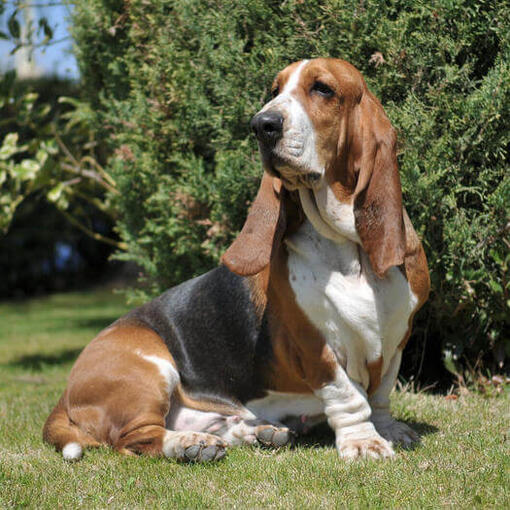 Basset hound tricolor sentado en la hierba.