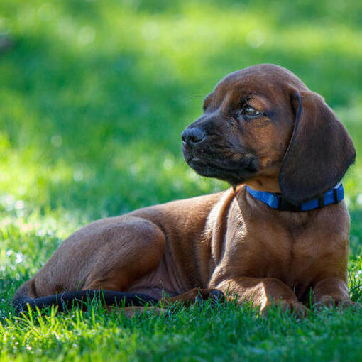 Cachorro de Sabueso bávaro de montaña tumbado en la hierba