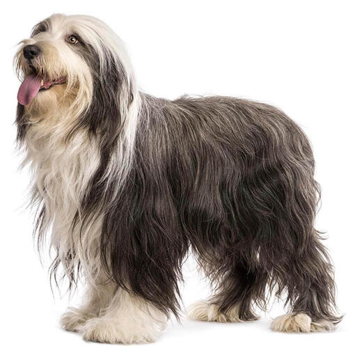 Perro de raza Collie barbudo
