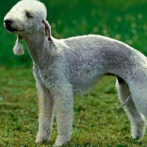 Perro de raza Bedlington Terrier