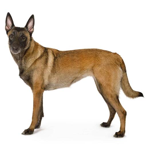 Perro de raza Pastor belga Malinois