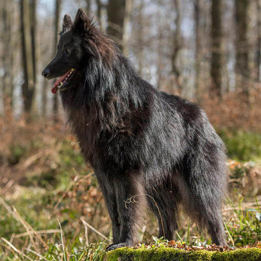 Pastor belga Groenendael en el bosque