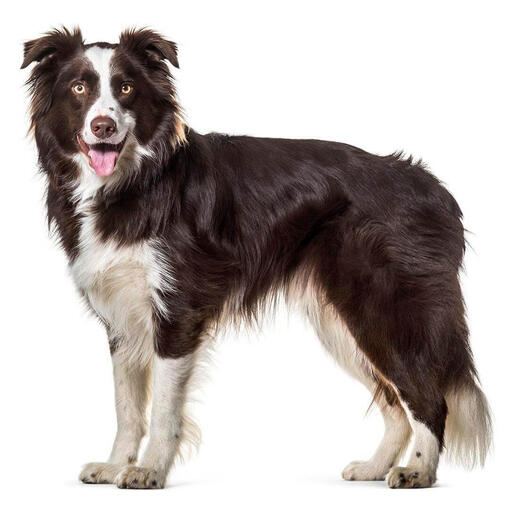 Perro de raza Border Collie