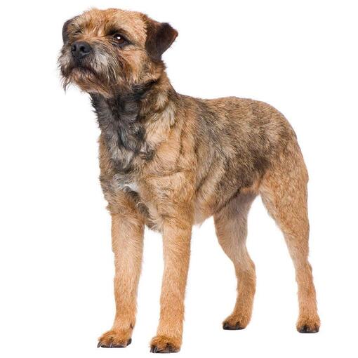Perro de raza Border Terrier