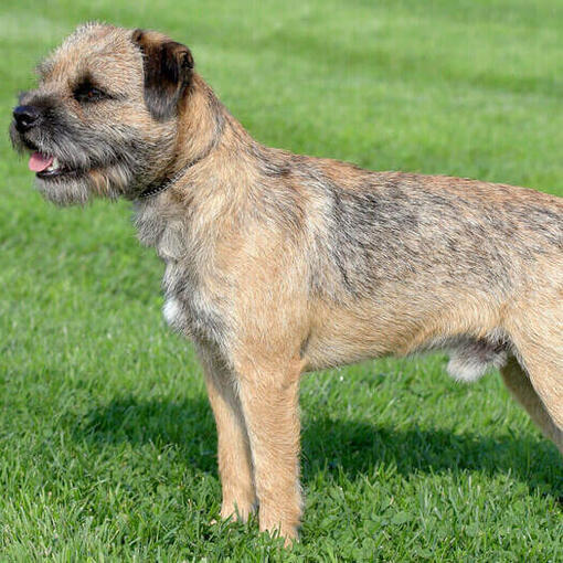 Border Terrier erguido sobre el césped