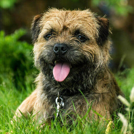 Cachorro de Border Terrier tumbado en la hierba