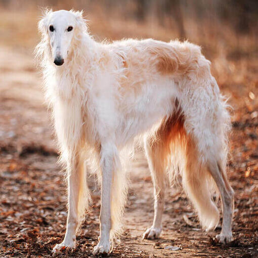 Borzoi blanco parado en el sendero