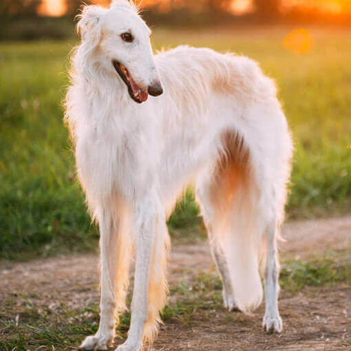 Perro Borzoi blanco mirando a la derecha