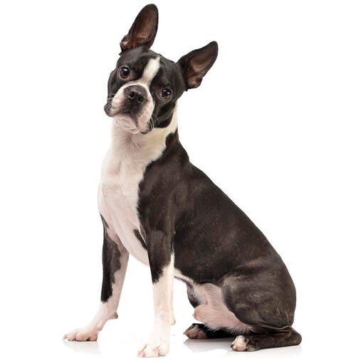 Perro de raza Boston Terrier