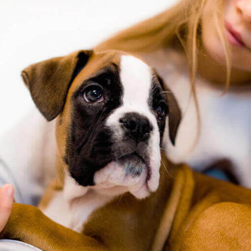 Una joven con un cachorro de bóxer en brazos