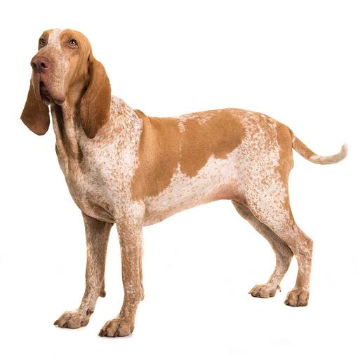 Perro de raza Braco italiano