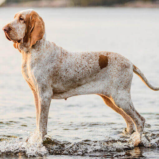 Braco italiano de pie cerca del agua