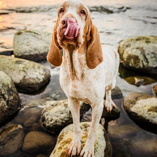 Braco italiano de pie sobre las rocas cerca del agua