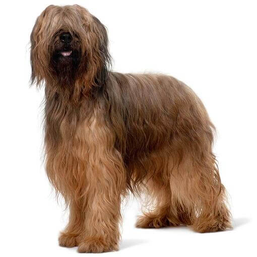 Perro de raza Pastor de Brie o Briard