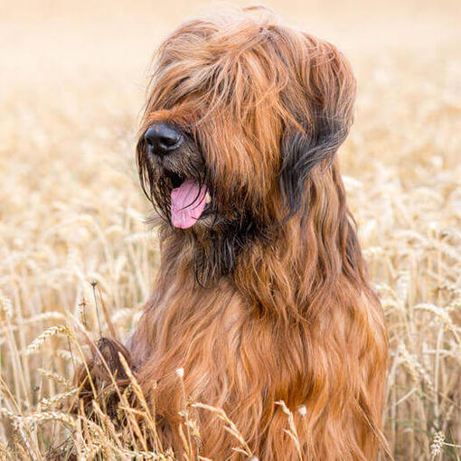 Pastor de Brie o Briard sentado en el campo