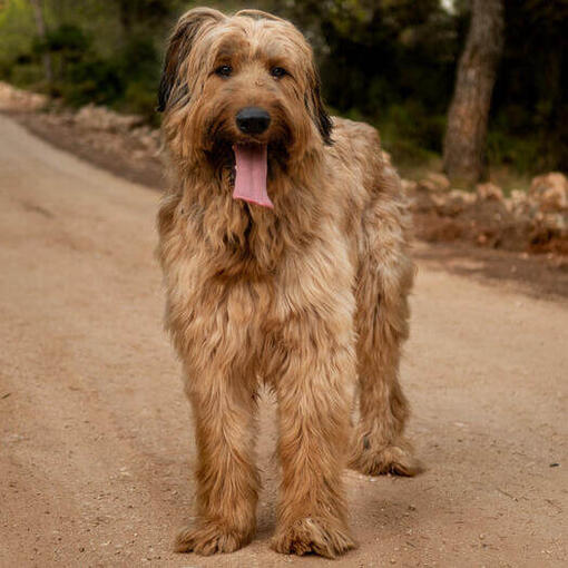 Pastor de Brie o Briard de pie en la carretera
