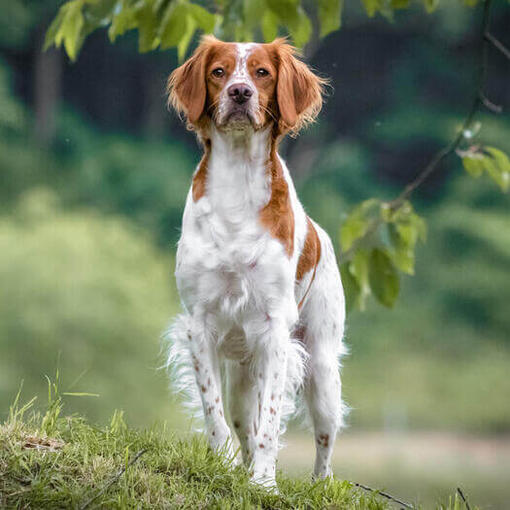 Bretón caminando por el bosque